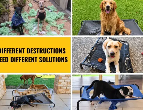 Choosing the Right Bed for Your Destructive Dog