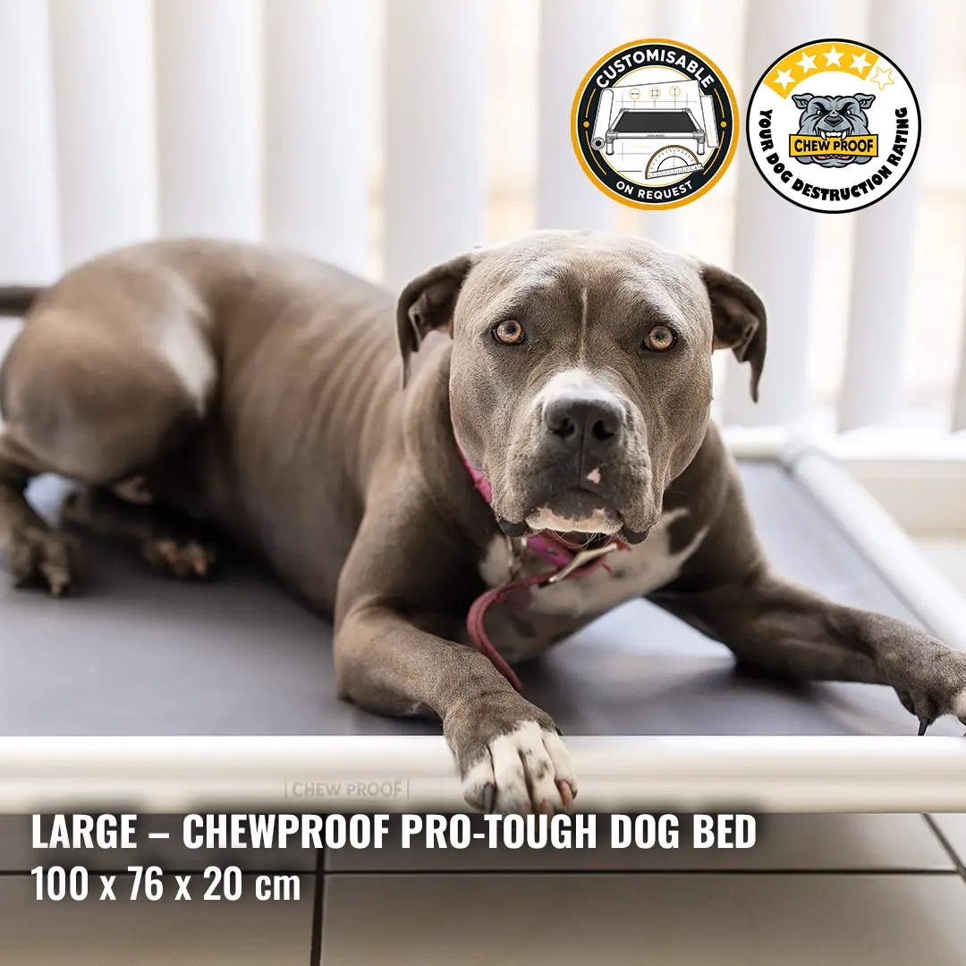 Large ChewProof Pro-Tough heavy duty dog bed 100 x 76 x 20 cm with Staffy resting on durable elevated dog bed