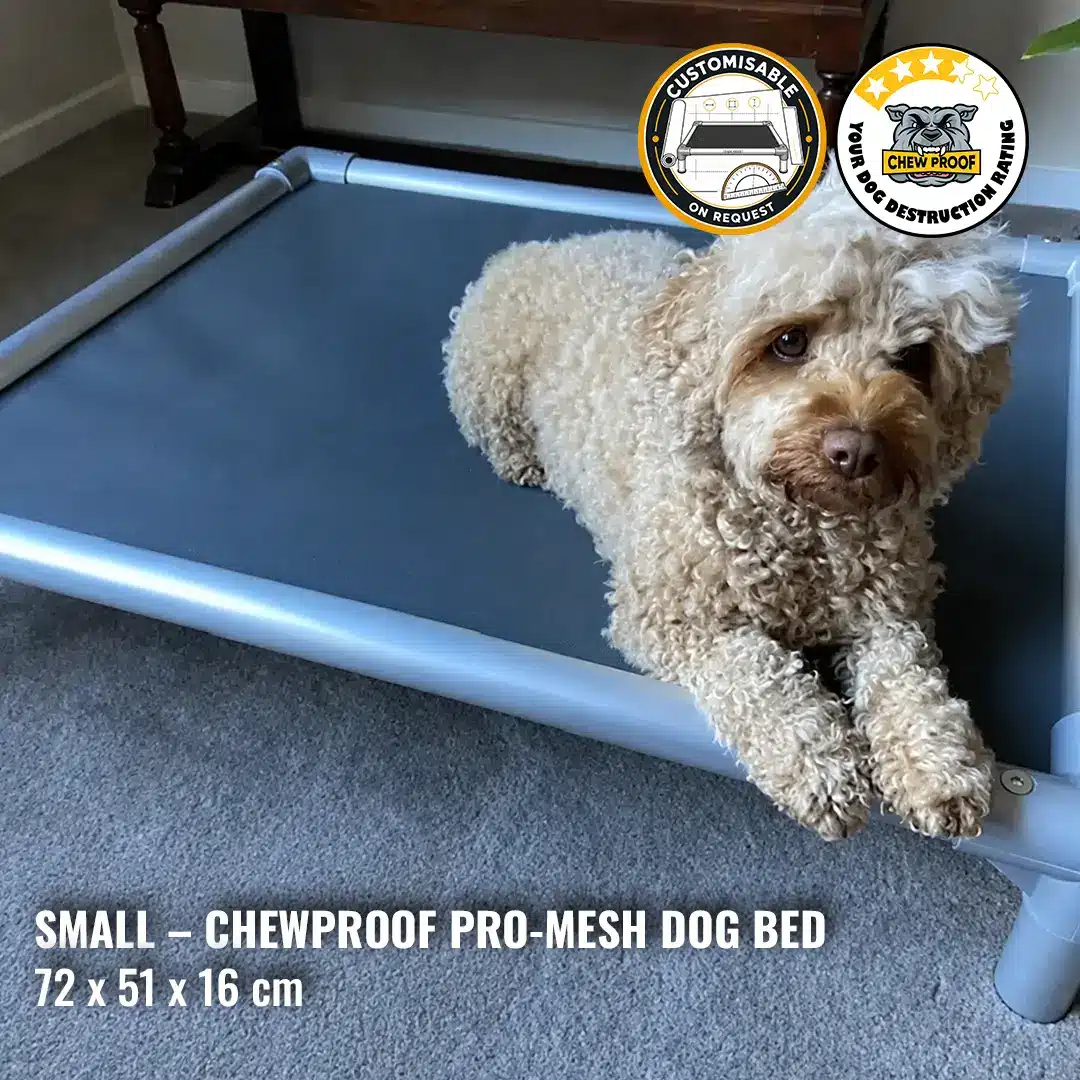 Small ChewProof Pro-Mesh chew proof dog bed 72 x 51 x 16 cm with small curly-coated dog resting on elevated mesh bed