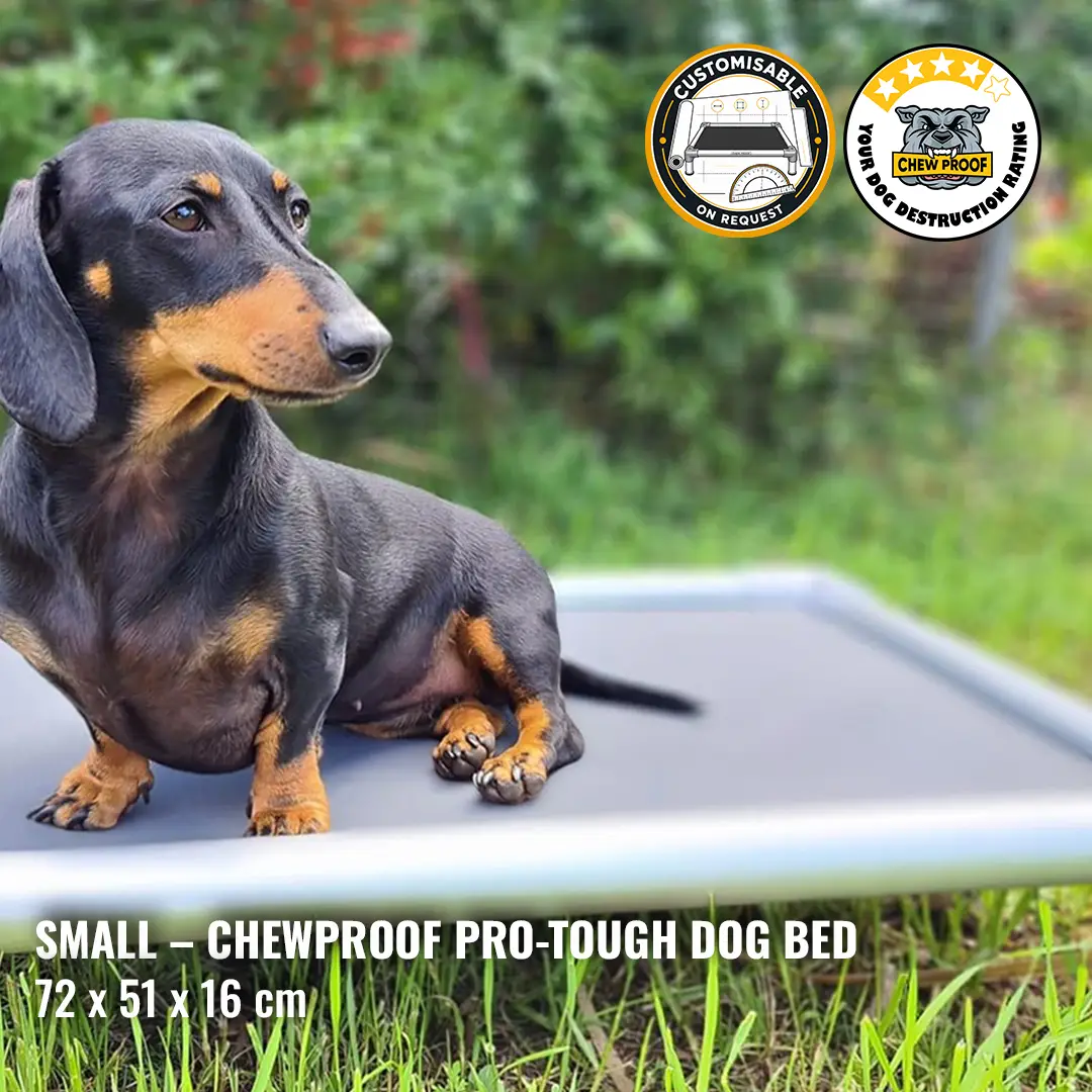 Small ChewProof Pro-Tough chew proof dog bed 72 x 51 x 16 cm with Dachshund sitting on durable elevated dog bed
