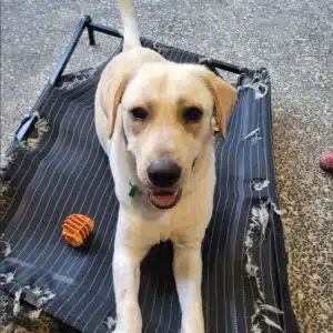 Yellow Labrador lying on a heavily chewed and torn raised dog bed with exposed fabric and damaged edges