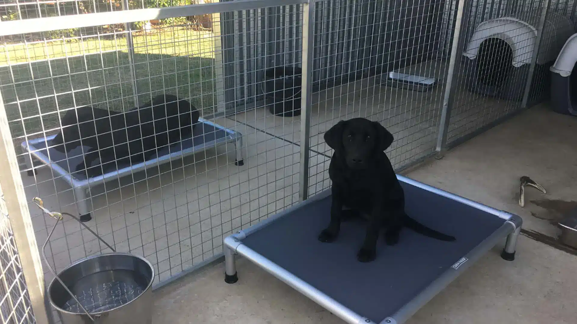 Black Labrador sitting on a durable elevated ChewProof dog bed in a professional kennel