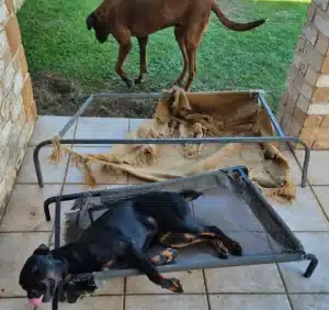 Two dogs beside severely damaged raised dog beds, with torn fabric and exposed frames on an outdoor patio.