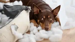 Australian Kelpie lying beside a shredded dog bed with stuffing scattered across the floor, looking guilty after destroying the bed.