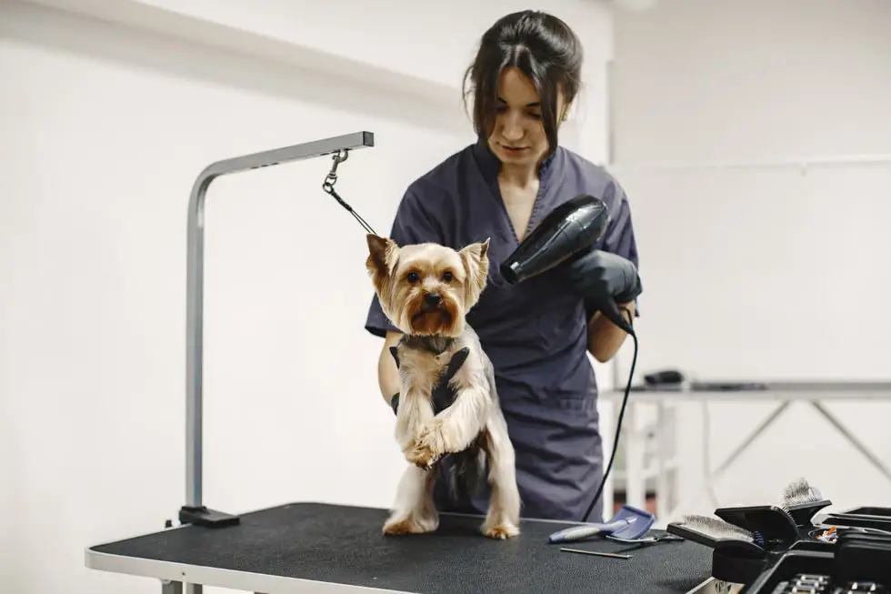 Professional dog groomer grooming a small dog on a grooming table