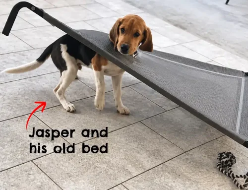 Choosing the Right Bed for Your Destructive Dog