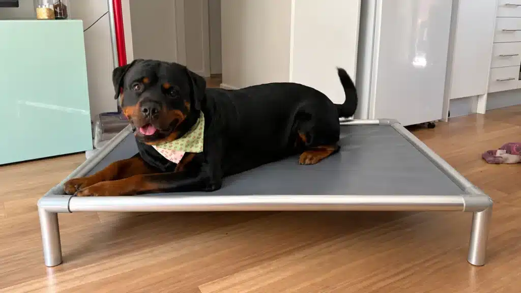 A happy Rottweiler wearing a patterned bandana lies on a grey elevated dog bed with silver aluminium legs inside a bright kitchen-living area with timber floors.