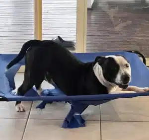 Black and white Staffy standing on a badly torn raised dog bed with ripped blue fabric hanging from the frame.