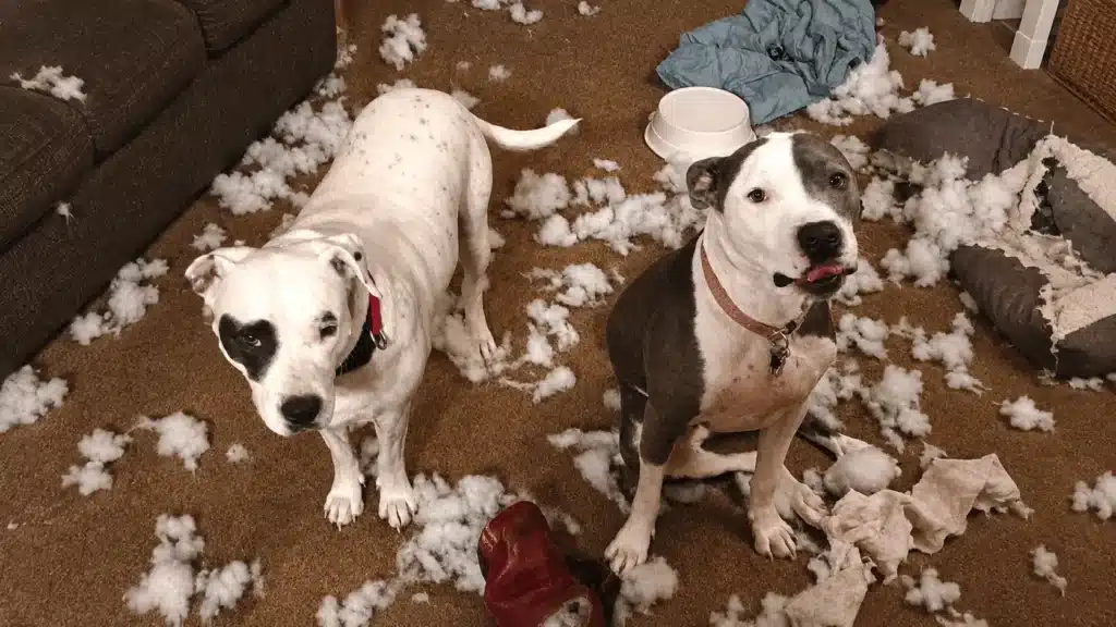 Two dogs standing beside the shredded remains of a destroyed dog bed, with stuffing scattered across the floor.