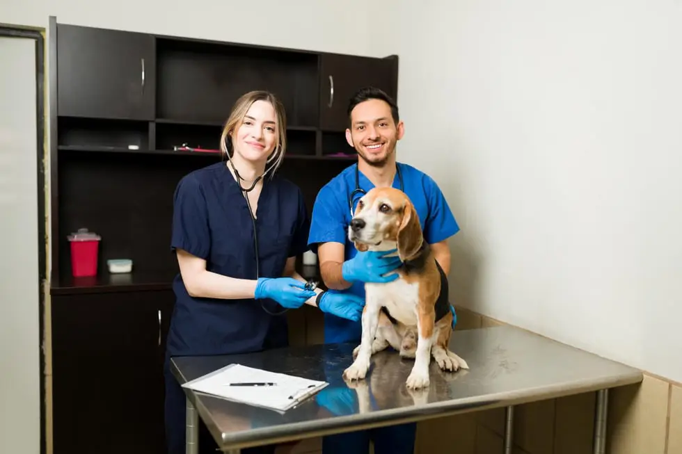 Veterinary professionals with a Beagle during a veterinary check-up
