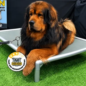 A large, fluffy black-and-tan Tibetan Mastiff rests on a ChewProof Classic Dog Bed with a grey PVC mat and elevated aluminium frame, displayed on artificial grass at a dog event.