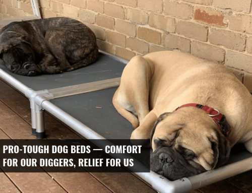 Pro-Tough Dog Beds — Comfort for Our Diggers, Relief for Us