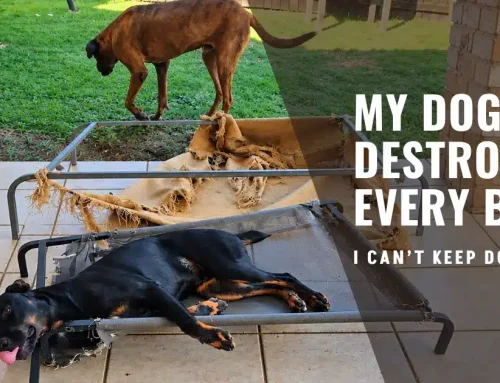 My dog destroys every bed. I can’t keep doing this.