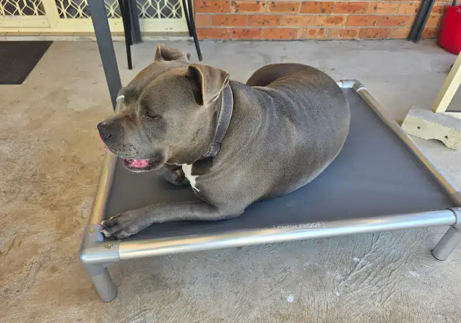 Grey Staffy relaxing on a ChewProof Pro-Tough elevated dog bed with a dark grey mat and sturdy aluminium frame on an outdoor patio.